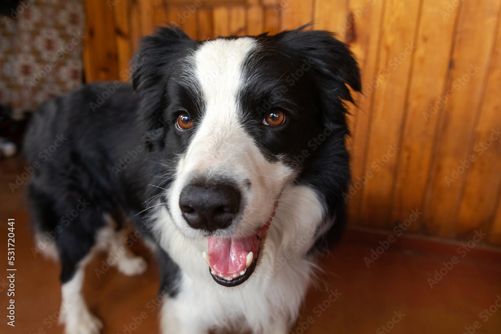Funny portrait of puppy dog border collie indoors. Cute pet dog resting playing at home. Pet animal life concept