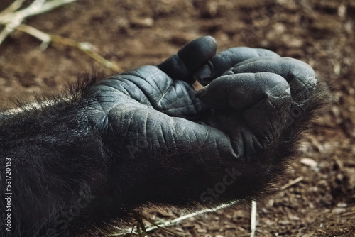 Close-up of an adult mountain gorilla's hand lying on the ground photo