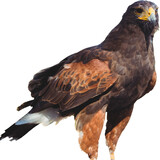 Image of a wild brown eagle