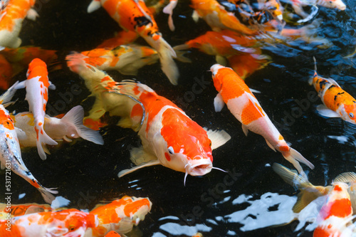 Obraz na plátně Top view of Carp fish - Group of Koi carps swimming in pool, Fancy carp fish