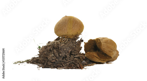 Common puffball with dirt, Lycoperdon perlatum, warted puffball, gem-studded puffball, farts or devil's snuff-box isolated on white photo
