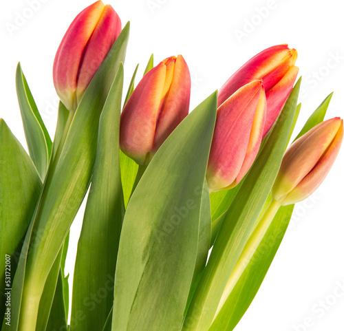 Image of bunch of fresh yellow and red spring tulips