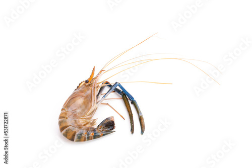fresh prawns  river prawns  and from the sea  tiger prawns  isolated on white background. Delicate luxury seafood