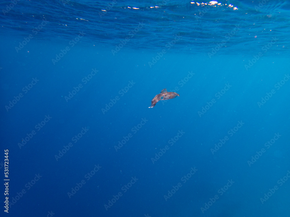 Lonely squid in the Red Sea, Hurghada, Egypt Lonely squid in the Red Sea, Hurghada, Egypt