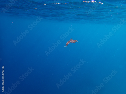 Lonely squid in the Red Sea, Hurghada, Egypt