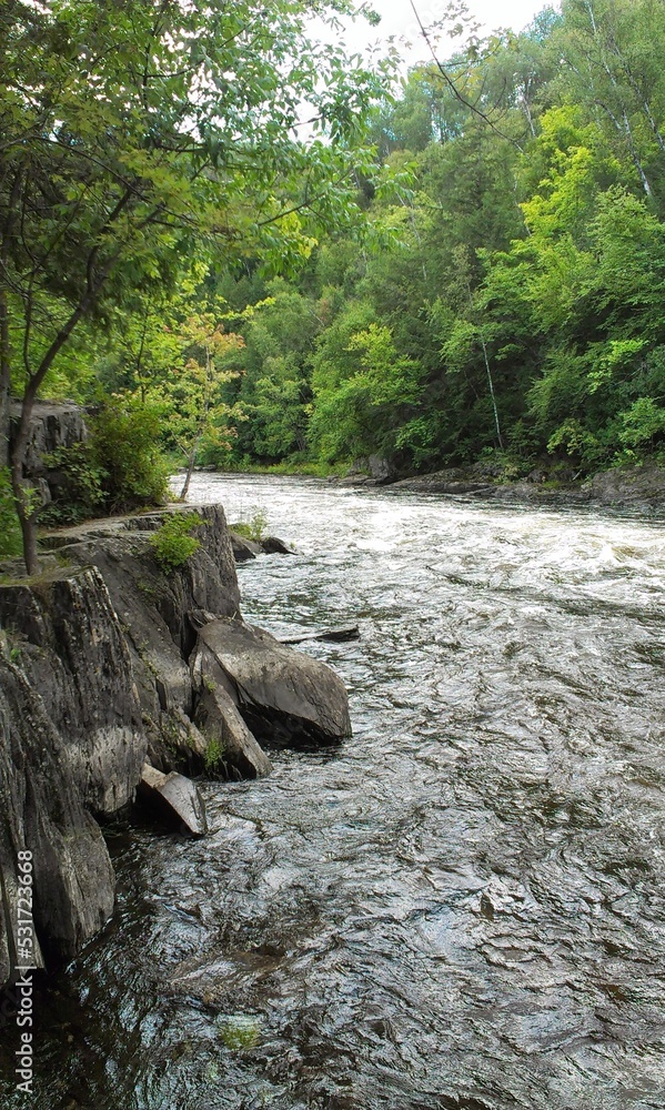 Fototapeta premium river in the forest