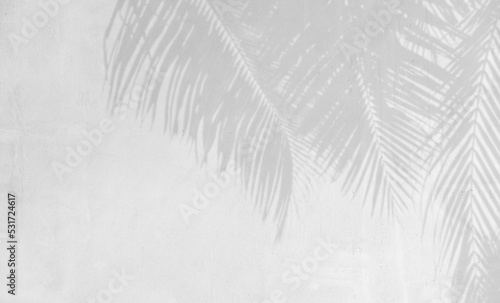 Shadow of palm leaves on white cement wall background.