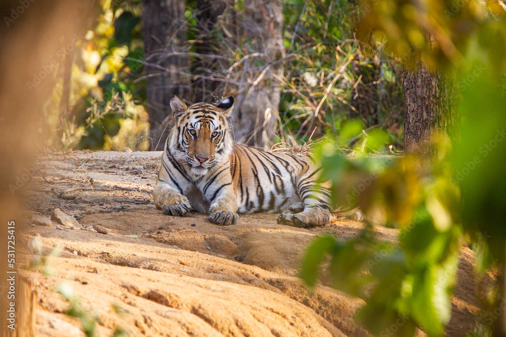 Obraz premium A Bengal Tiger keeping cool in the jungle waterholes of Bandhavgarh, India