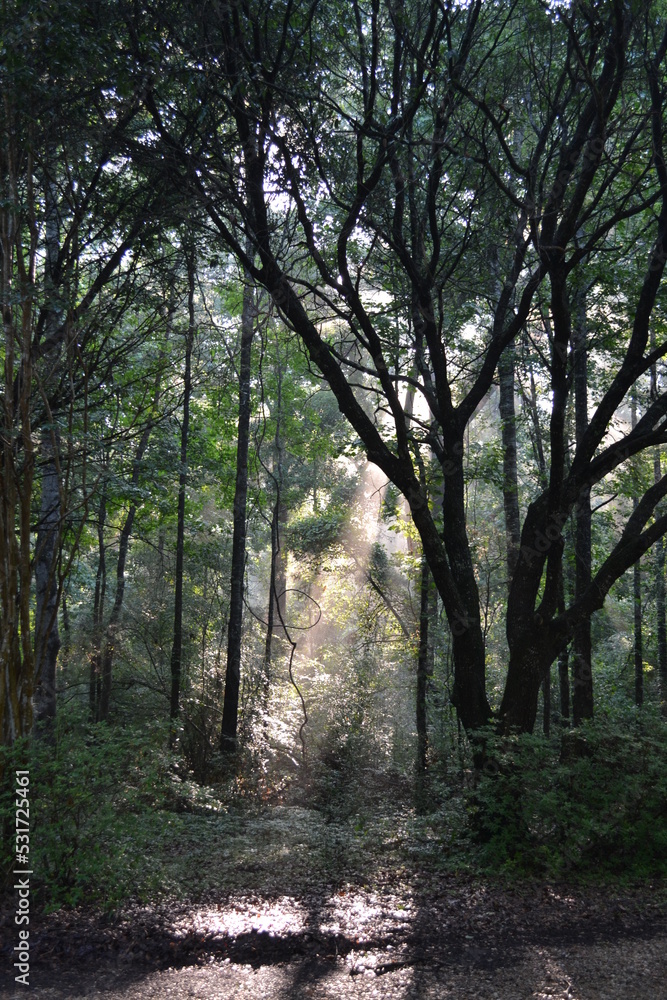 Obraz premium morning in the forest