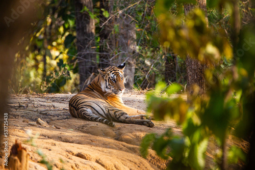 A Bengal Tiger keeping cool in the jungle waterholes of Bandhavgarh, India photo