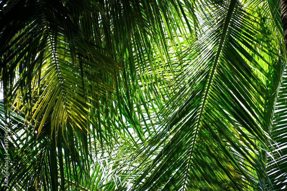 Green leaves of palm trees in the forest, for nature background, palm tree close up Green leaves of palm trees in the forest, for nature background, palm tree close up