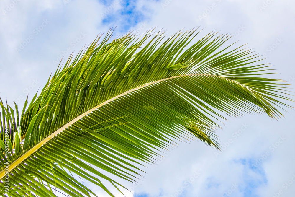 Tropical natural palm tree coconuts blue sky in Mexico. Tropical natural palm tree coconuts blue sky in Mexico.