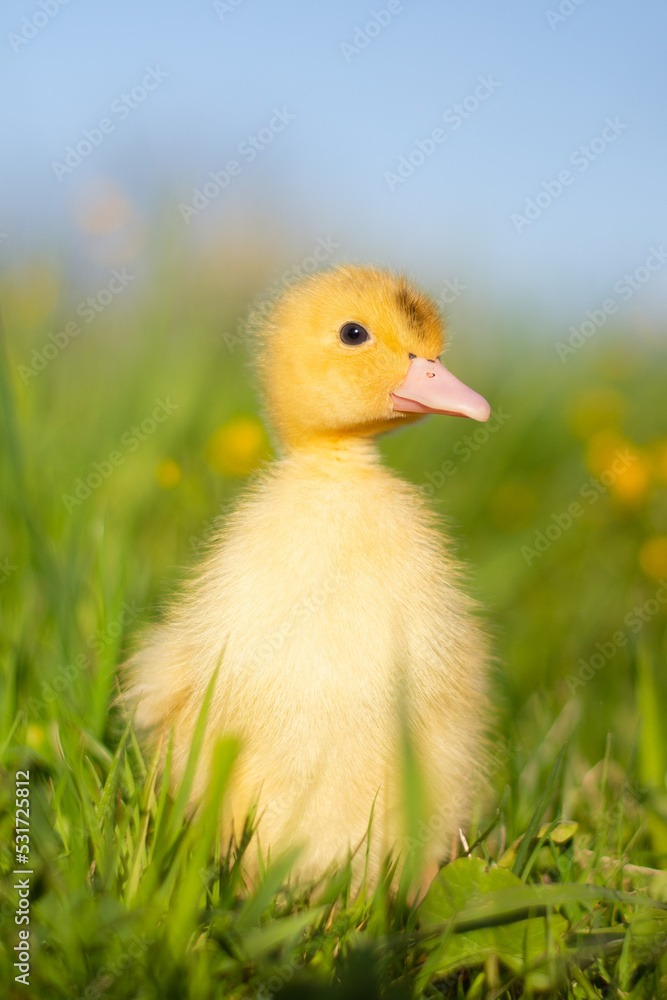 Little funny duck Little funny duck