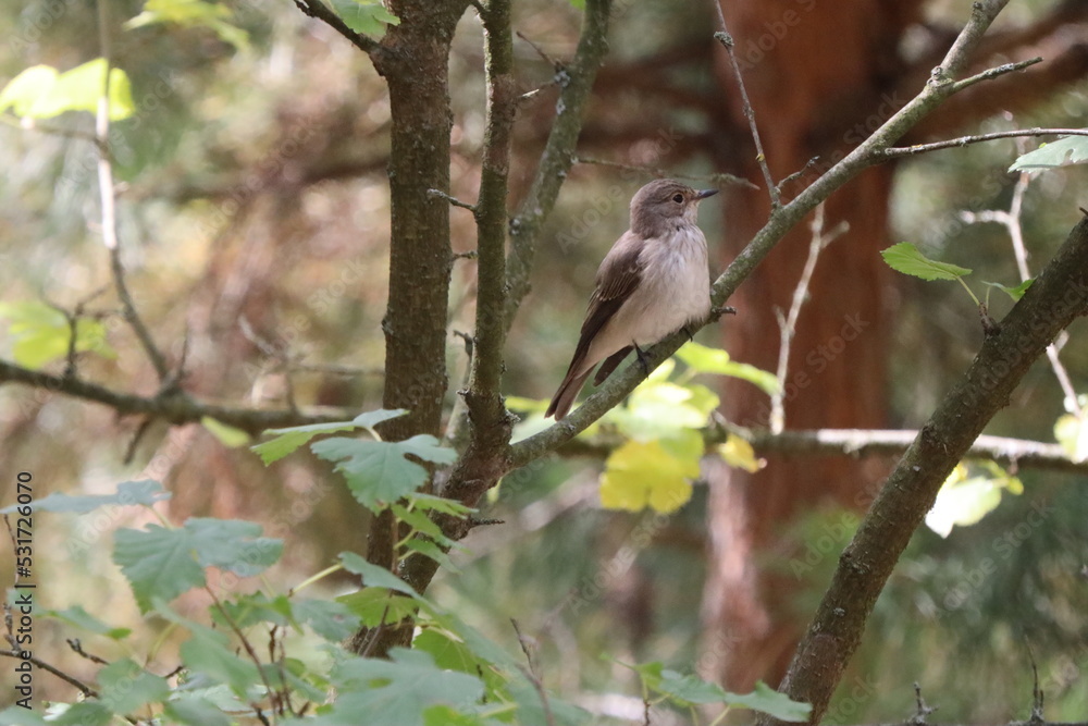 Obraz premium Bird on a branch