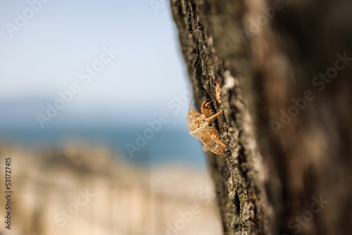 Empty Shell of Insect in Italy. Exoskeleton of Cicada on Tree in Europe during Summer.