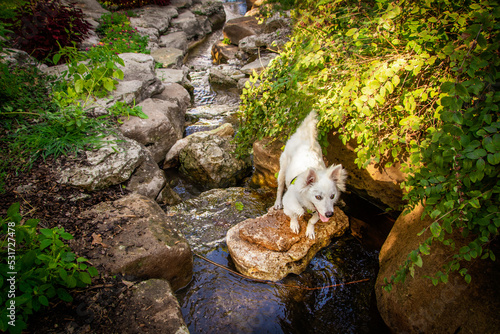 фотографія Little white puppy with perky ears standing on a rock in a rocky flowing stream