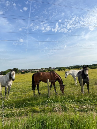 Horses on field and farm blue sky summer time 