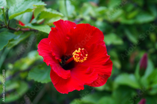 red poppy flower © Samart