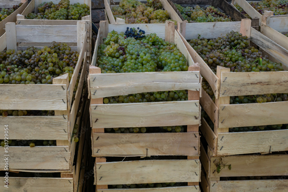 Stacked wooden crates full of chardonnay wine grapes ready for further processing