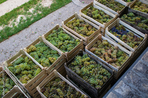 Wooden crates full of chardonnay wine grapes ready for further processing, top view