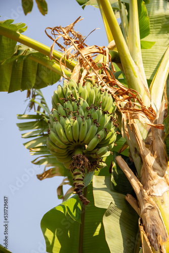 Wallpaper Mural Um cacho de bananas não maduras pendurado na bananeira. Torontodigital.ca