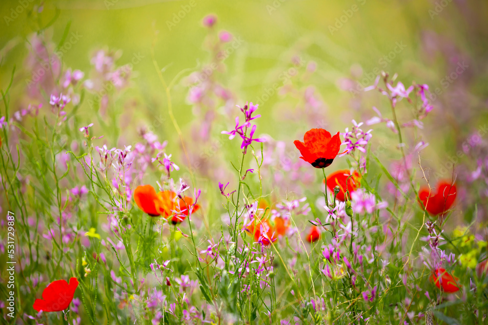 Obraz premium Spring, field of poppy flowers. The concept of the freshness of the morning nature. Spring landscape of red wildflowers. Beautiful landscape, pnorama long banner.