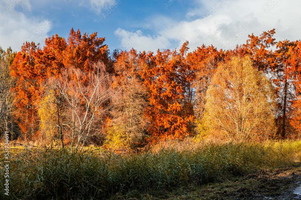Fototapeta premium Autumn forest with multicolored trees in France