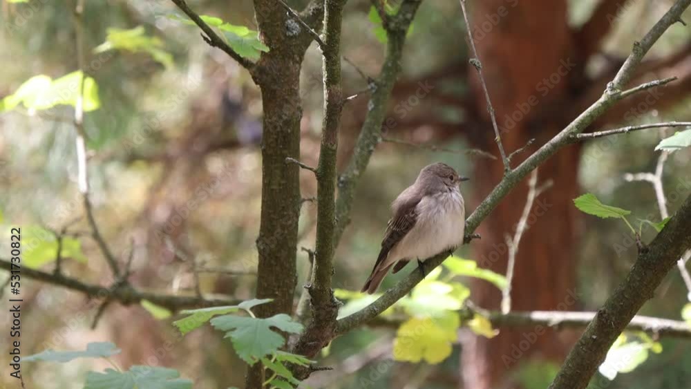 Small grey bird on a branch of tree Small grey bird on a branch of tree