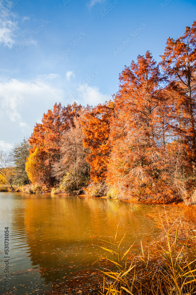 Pond and colored trees on an Autumn day