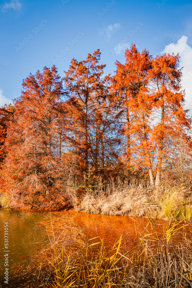 Red bald cypress on a fall day at the edge of a lake