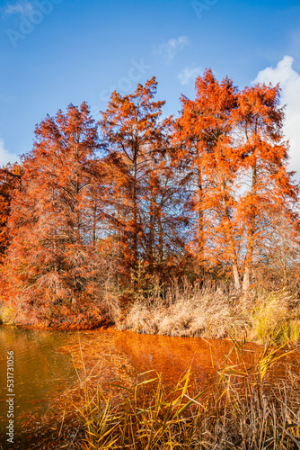 Red bald cypress on a fall day at the edge of a lake