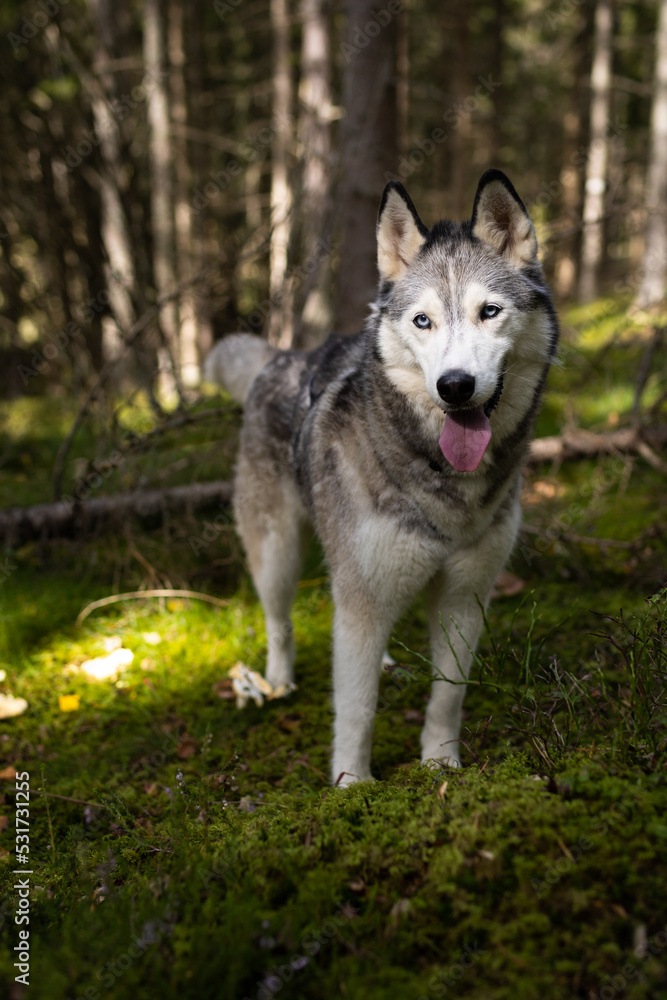 sibirian husky standing outdoors in the woods sibirian husky standing outdoors in the woods