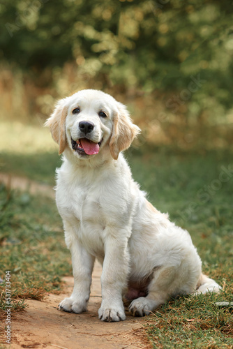 dog puppy golden retriever for a walk in autumn on a path in the park