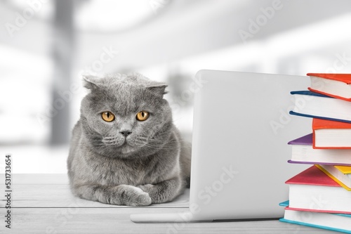 Domestic cat works on a laptop computer at home