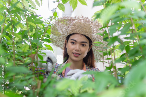 asian Woman wear hat pruning bushes with big garden scissors. © anusak