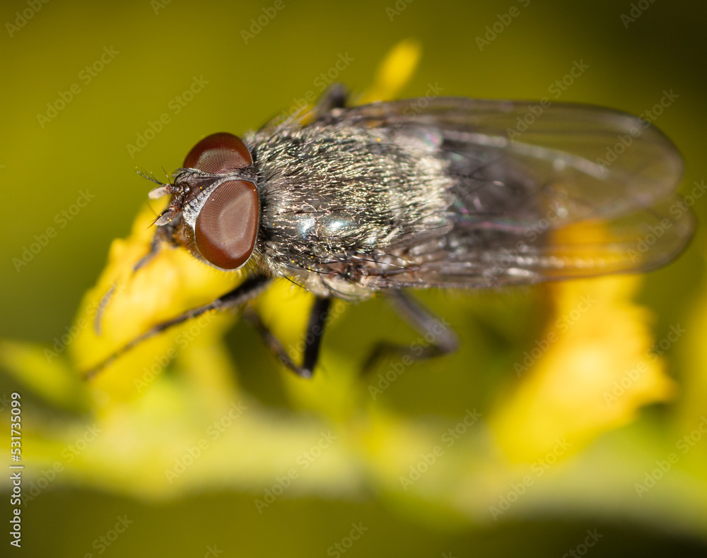 Naklejka premium Fly on a yellow flower.
