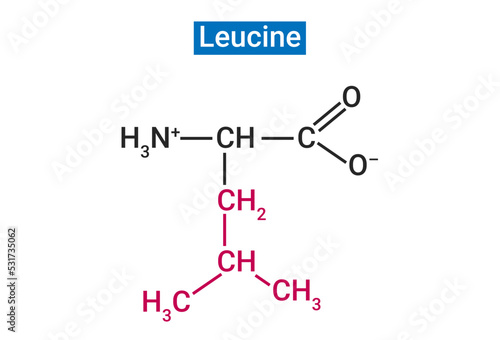 Leucine is one of the 3 essential branched chain amino acids (BCAAs) photo