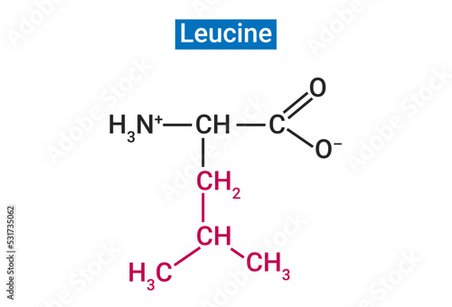 Leucine is one of the 3 essential branched chain amino acids (BCAAs)