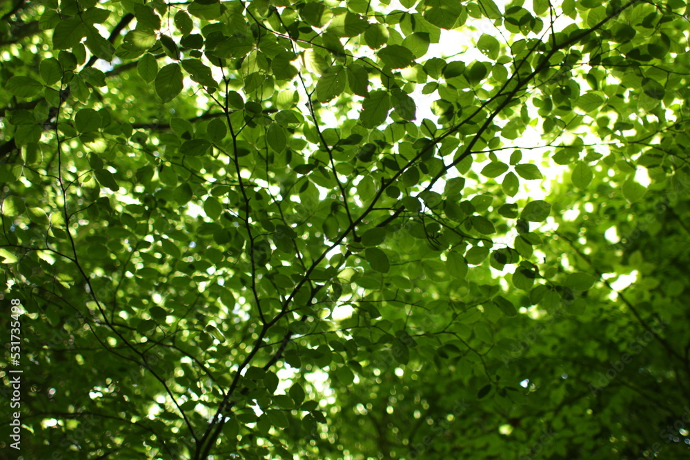 green leaves in the sun