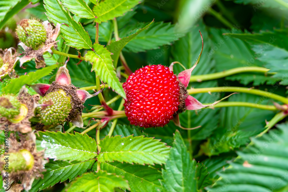 Beautiful berry branch japanese strawberry bush Beautiful berry branch japanese strawberry bush