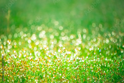 Fototapeta Naklejka Na Ścianę i Meble -  Blurred background of fresh green grass with dew drops in morning. Background of environment. Field landscape with water droplets.