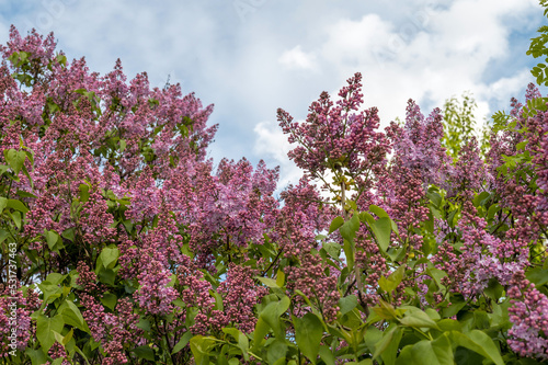 Blooming lilacs in the garden in the spring against a blue sky with clouds. Background for design, template. High quality photo