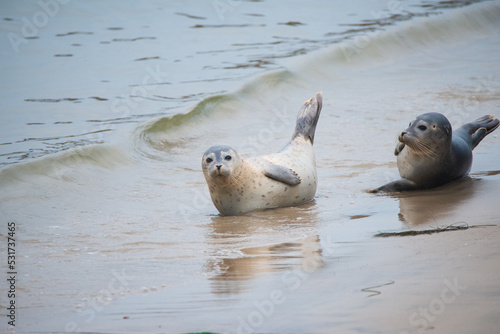 zwei kleine Hundsrobben ruhen sich am Strand aus