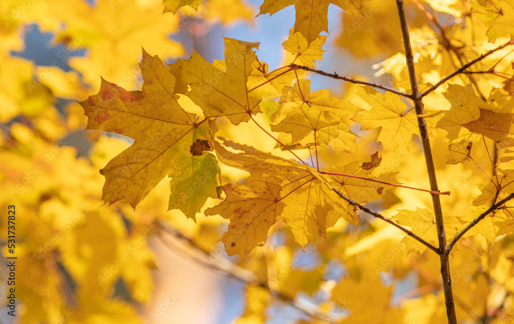 Yellow maple leaves in the forest in autumn.