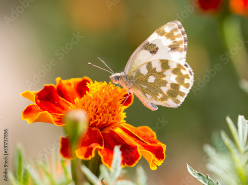 Butterfly on an orange flower.