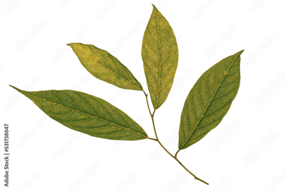 Green leaf Cananga odorata Green leaf Cananga odorata