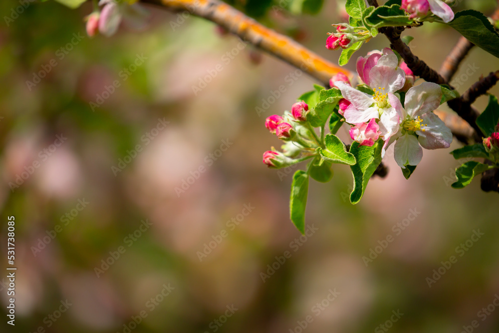 Spring blooming sakura trees. Pink flowers Sakura Spring landscape with blooming pink tree. Beautiful sakura garden on a sunny day.Beautiful concept of romance and love with delicate flowers. Spring blooming sakura trees. Pink flowers Sakura Spring landscape with blooming pink tree. Beautiful sakura garden on a sunny day.Beautiful concept of romance and love with delicate flowers.