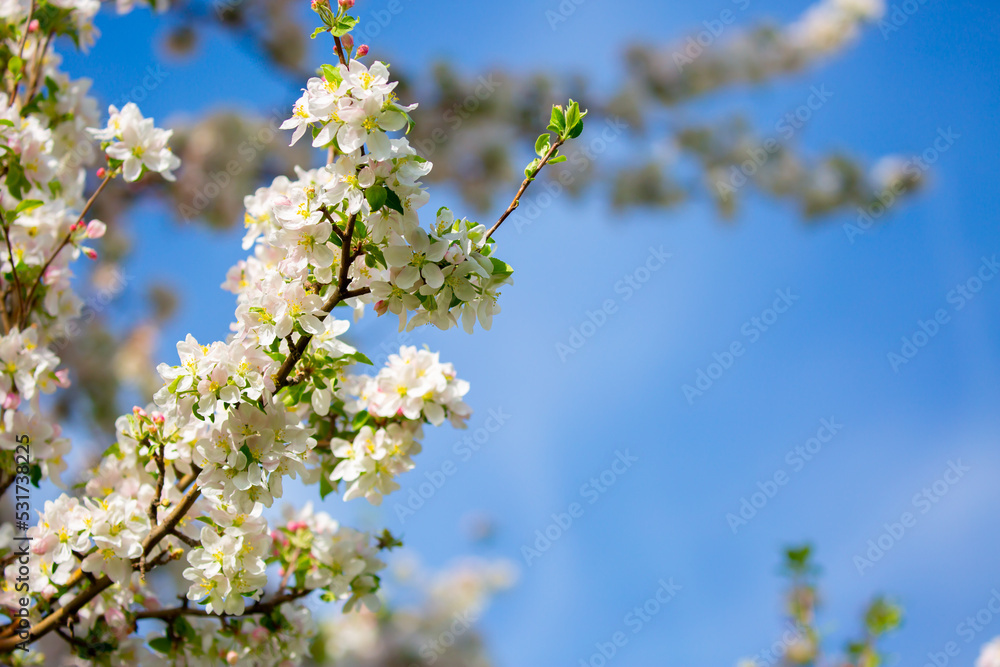 Spring cherry blossoms against a blue sky. Pink flowers spring landscape with blooming pink tree. Beautiful sakura garden on a sunny day. Beautiful concept of romance and love with delicate flowers. Spring cherry blossoms against a blue sky. Pink flowers spring landscape with blooming pink tree. Beautiful sakura garden on a sunny day. Beautiful concept of romance and love with delicate flowers.