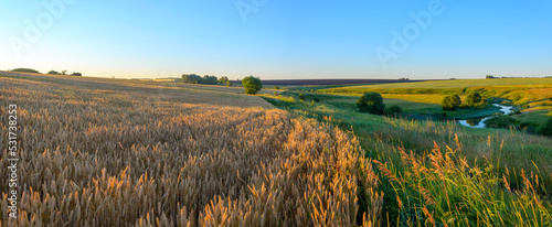 Summer rural landscape with golden wheat fields and green meadows © valeriy boyarskiy