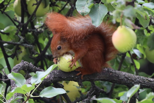 squirrel in the tree photo